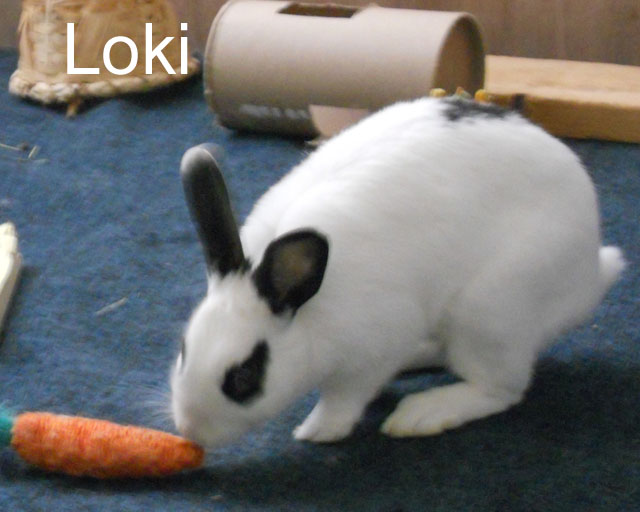 BB Loki