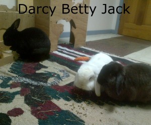 darcy jack betty