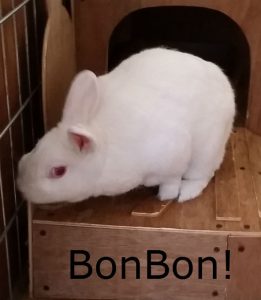 BB BonBon
