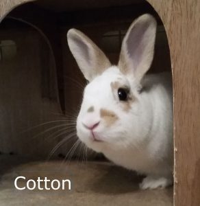 bb-cotton