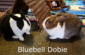 BB Dobi Bluebell