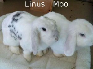 BB Linus Moo