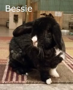 Bessie2
