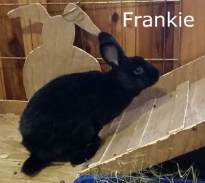 Frankie2